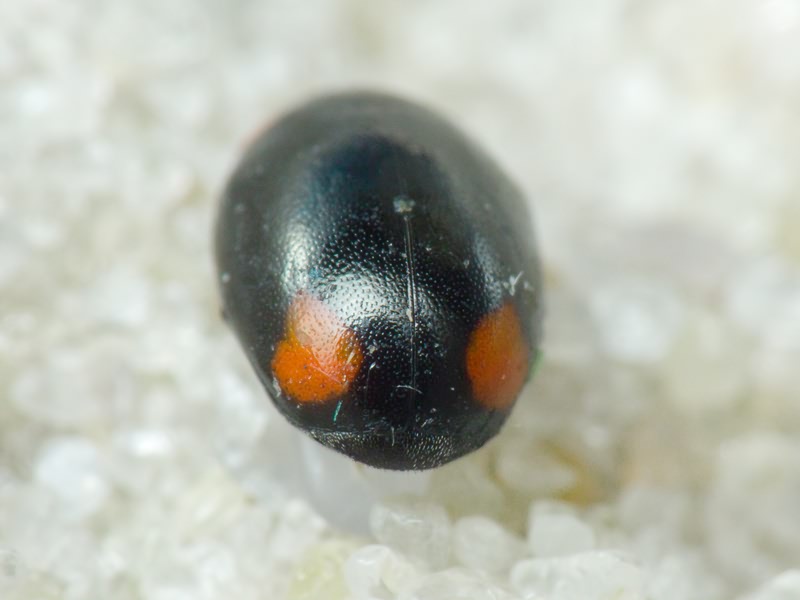 Hyperaspis reppensis (Herbst, 1783)